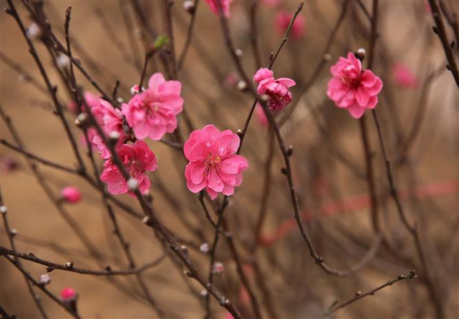 Thị trường ảm đạm khiến người trồng đào Sơn La lo lắng ảnh 2