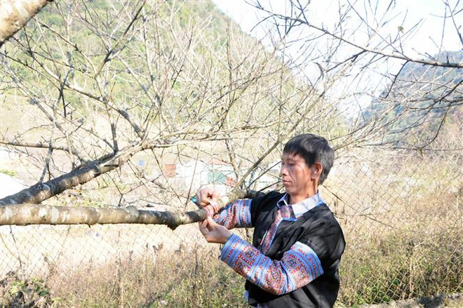 Thị trường ảm đạm khiến người trồng đào Sơn La lo lắng ảnh 1