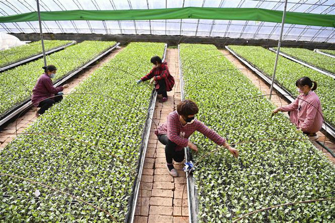 Dịch bệnh làm thay đổi vai trò toàn cầu hóa của Trung Quốc ảnh 2