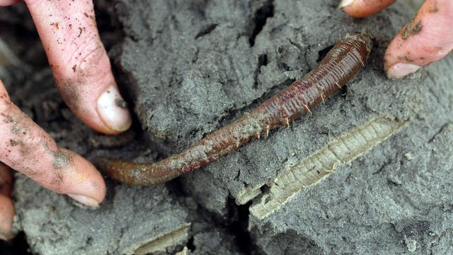 Một loài giun biển mang lại niềm hy vọng cho bệnh nhân COVID-19 ảnh 1