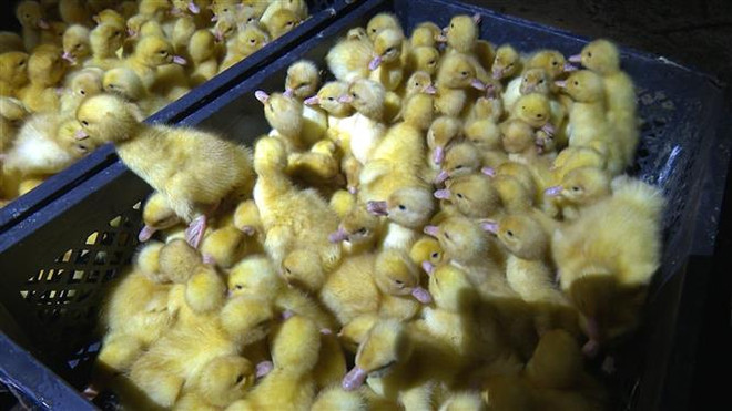 Lạng Sơn thu giữ hơn 18.000 con vịt giống không rõ nguồn gốc ảnh 1