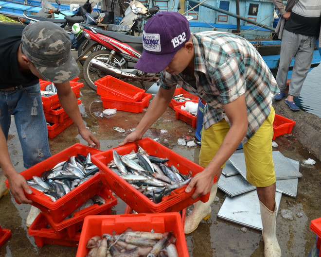 Con tàu vỏ thép đầu tiên của Đà Nẵng khai thác được 15 tấn hải sản ảnh 2