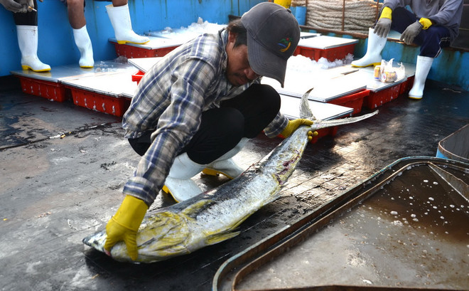 Con tàu vỏ thép đầu tiên của Đà Nẵng khai thác được 15 tấn hải sản ảnh 1