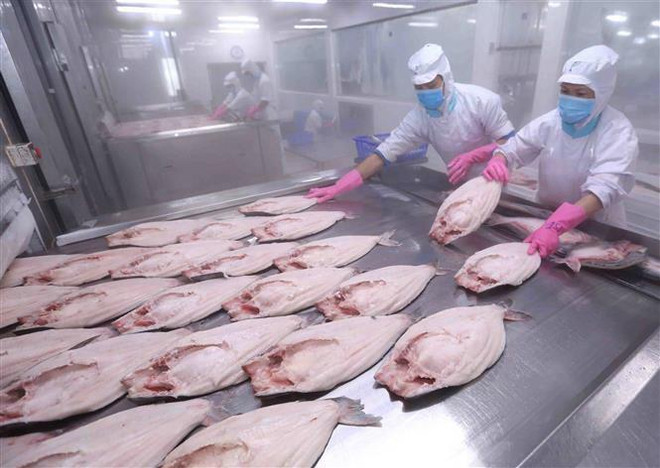 Chế biến cá tra xuất khẩu tại nhà máy của Công ty Cổ phần Đầu tư & Phát triển Đa Quốc Gia IDI (Tập đoàn Sao Mai). (Ảnh: Vũ Sinh/TTXVN) Việt Nam tăng nhanh ảnh hưởng chiến lược, kinh tế tại châu Á-TBD ảnh 1