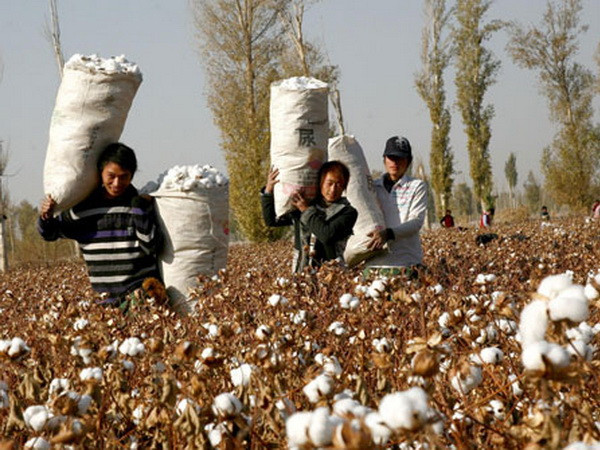 Trung Quốc nỗ lực cân bằng chênh lệch cung-cầu về bông ảnh 1
