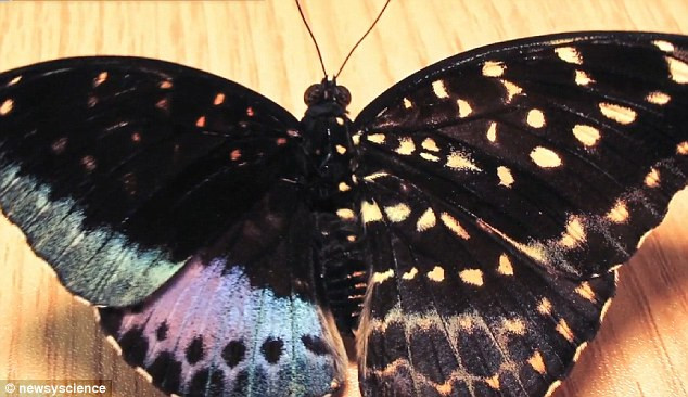 Phát hiện cá thể bướm nửa đực nửa cái cực hiếm ở Mỹ ảnh 1