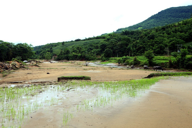 “Lũ chồng lũ," dân Điện Biên gặp khó trong sản xuất nông nghiệp ảnh 1