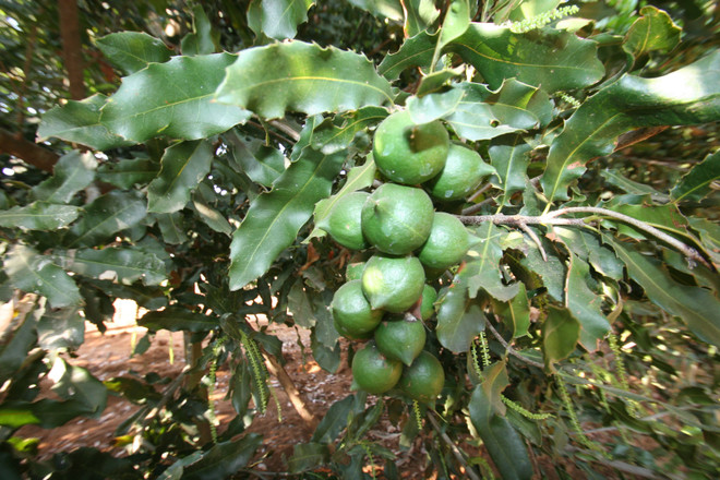 Sẽ ban hành quy hoạch ngành hàng mắcca vào cuối năm nay ảnh 1