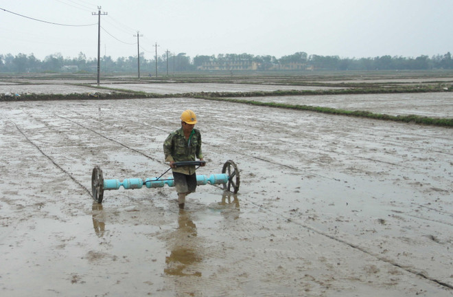 Nước lũ thấp, nông dân lo ngại cho sản xuất lúa Đông Xuân ảnh 1