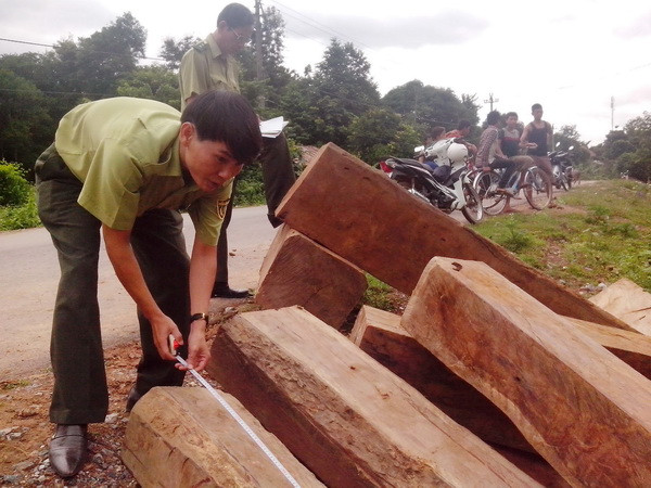 Quảng Ngãi phát hiện vụ vận chuyển gỗ lậu giấu trong thùng xe ảnh 1