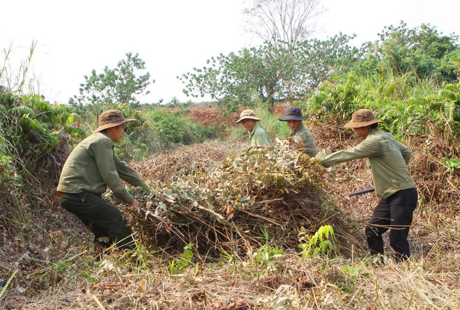 Phát quang bụi rậm, thu gom thực bì để đè phòng nguy cơ cháy. (Ảnh minh họa. Dương Giang/TTXVN) Quảng Ngãi: Nguy cơ cháy rừng cao do nắng nóng kéo dài ảnh 1