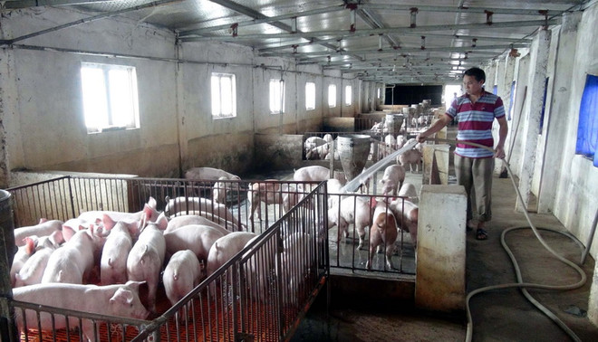 TP Hồ Chí Minh mở chốt chặn kiểm soát truy xuất nguồn gốc thịt lợn ảnh 1