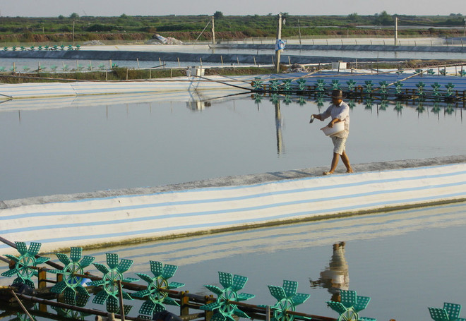 Gần 3.600 hộ nông dân Cà Mau mất trắng mùa tôm nuôi trái vụ ảnh 1