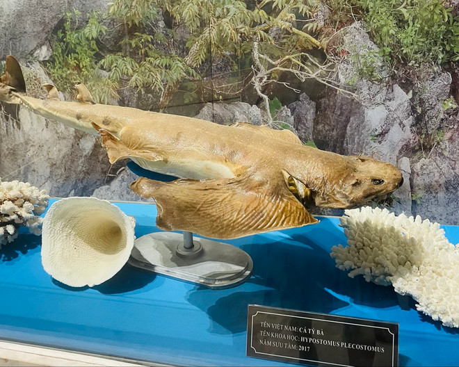 vnp-bao tang quang ninh6.jpg