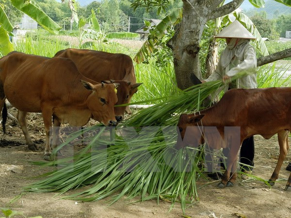 Hộ mới thoát nghèo được vay vốn với lãi suất 8,25% để sản xuất ảnh 1