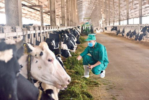 Mô hình Vinamilk Green Farm được chia sẻ tại hội nghị sữa toàn cầu ảnh 9