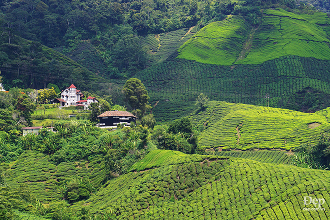 Cameron Highlands - nàng sơn nữ ngủ vùi giữa rừng xanh và đồi chè ảnh 2