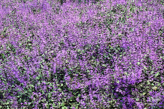 Cameron Highlands - nàng sơn nữ ngủ vùi giữa rừng xanh và đồi chè ảnh 8