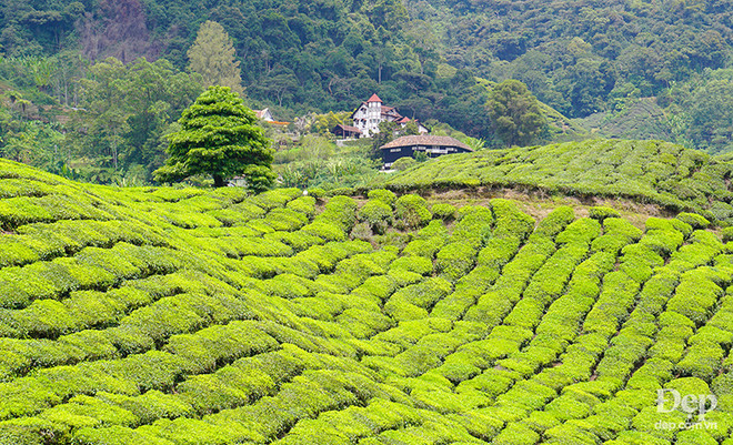 Cameron Highlands - nàng sơn nữ ngủ vùi giữa rừng xanh và đồi chè ảnh 3
