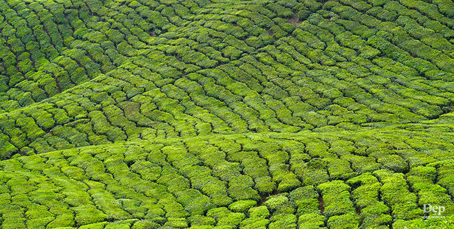 Cameron Highlands - nàng sơn nữ ngủ vùi giữa rừng xanh và đồi chè ảnh 20