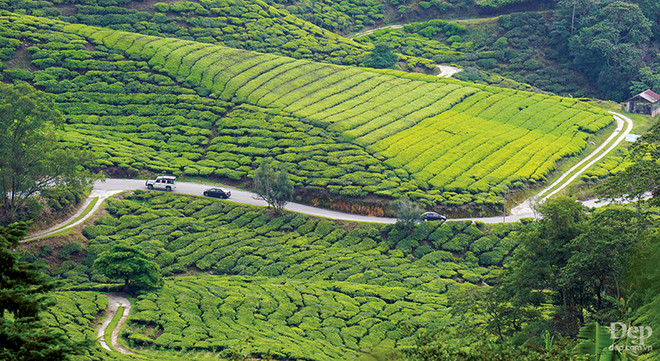 Cameron Highlands - nàng sơn nữ ngủ vùi giữa rừng xanh và đồi chè ảnh 1