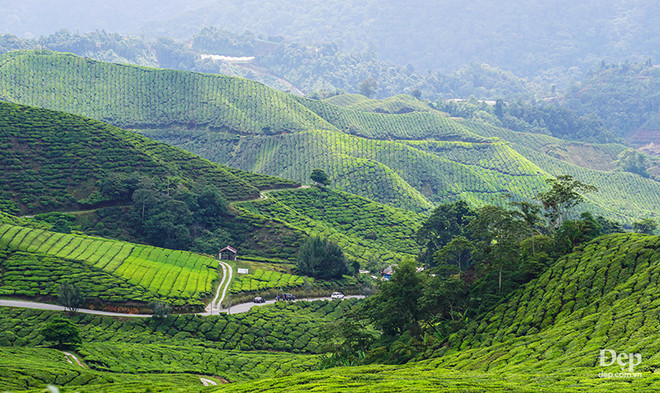Cameron Highlands - nàng sơn nữ ngủ vùi giữa rừng xanh và đồi chè ảnh 11