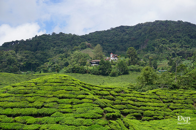 Cameron Highlands - nàng sơn nữ ngủ vùi giữa rừng xanh và đồi chè ảnh 18