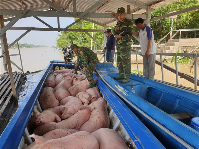 Bắt vụ vận chuyển trái phép gần 2 tấn lợn hơi từ Campuchia về Việt Nam ảnh 1