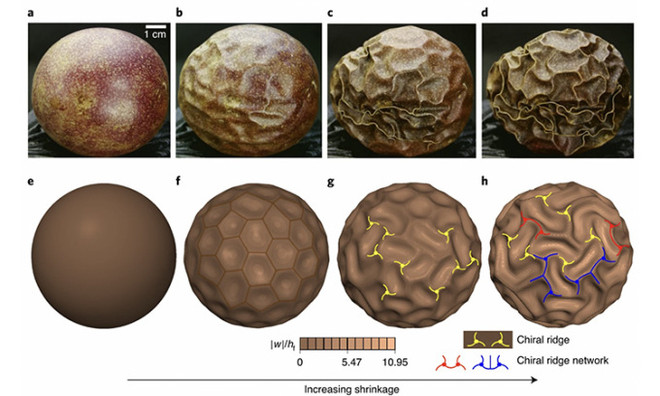 Trung Quốc phát triển robot có khả năng cầm nắm thông minh ảnh 1