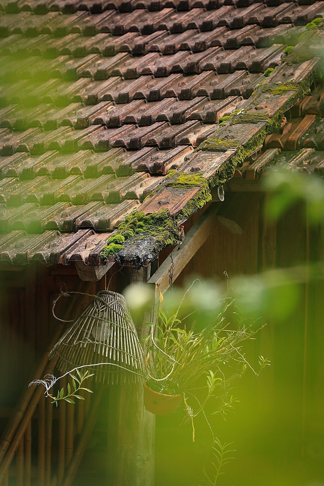 ttxvn-muong co (9).jpg