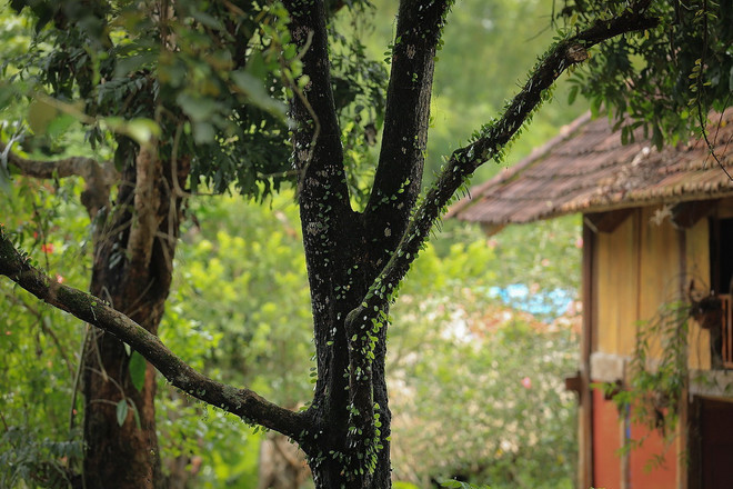 ttxvn-muong co (13).jpg