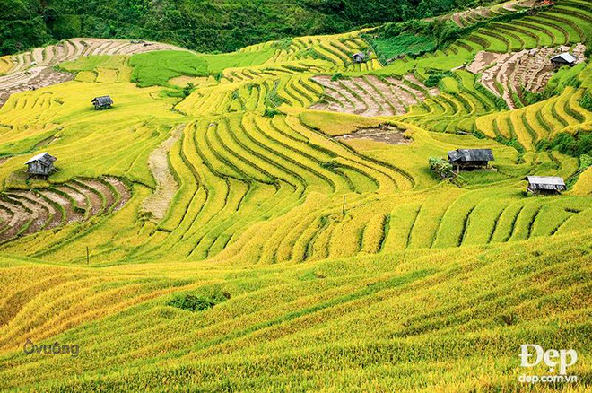 Chiêm ngưỡng phong cảnh tuyệt đẹp xứ Mù Cang Chải khi mùa Thu tới ảnh 3