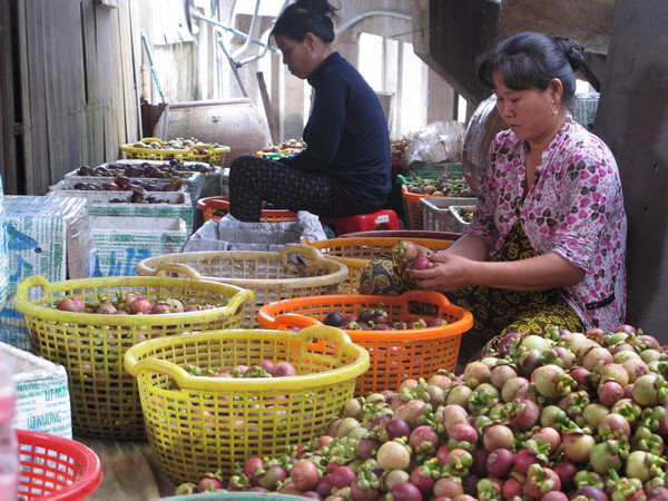 Nghiệm thu dự án phát triển nhãn hiệu tập thể măng cụt Tân Qui ảnh 1