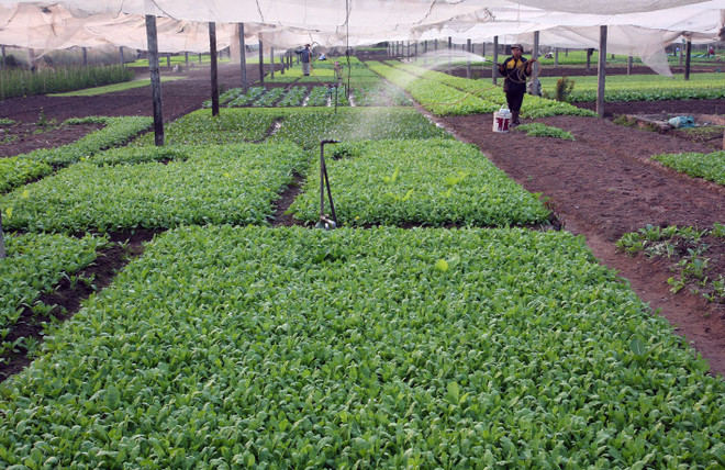 Hà Nội phát triển vùng sản xuất hàng hóa tập trung, chất lượng cao ảnh 1