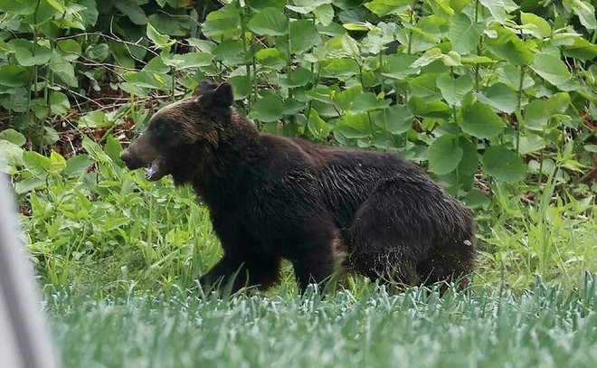 Người dân Nhật Bản dùng nhạc rock để cảnh báo gấu hoang ảnh 1