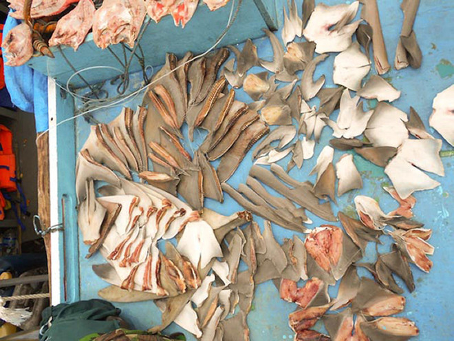 Điều tra khả năng Ecuador là trung tâm gom vây cá mập trái phép ảnh 1