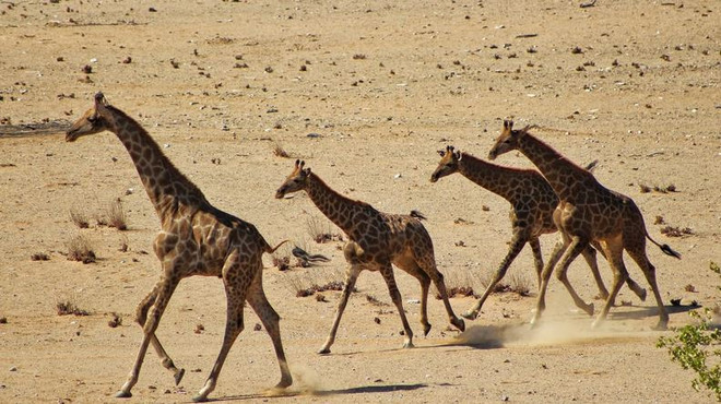 Hồi sinh loài hươu cao cổ Angola sau một thời gian dài vắng bóng ảnh 1