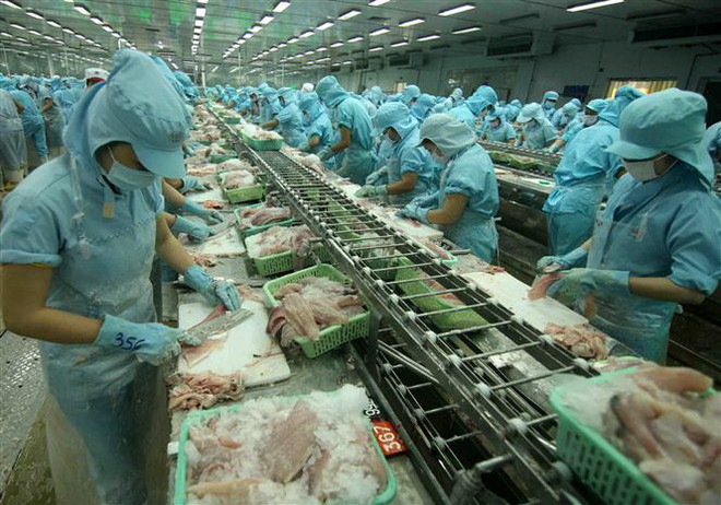 Chế biến cá tra xuất khẩu tại nhà máy của Tập đoàn Sao Mai (tỉnh Đồng Tháp). (Ảnh: Vũ Sinh/TTXVN) Đồng Tháp: Hoạt động xuất khẩu ổn định, giá cá tra nguyên liệu tăng ảnh 1