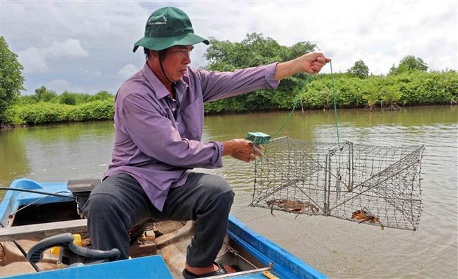 Cua Cà Mau tăng giá mạnh dịp cận Tết, có thể vượt 1 triệu đồng mỗi kg ảnh 1