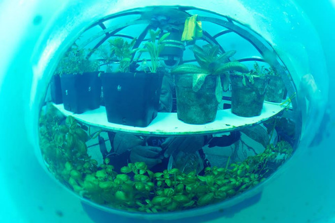Các nhà khoa học Italy trồng rau trong nhà kính dưới đáy biển ảnh 1