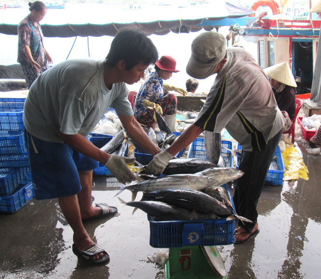 Ngư dân Quảng Nam trúng đậm mùa cá ngừ, các chủ tàu lãi lớn ảnh 1
