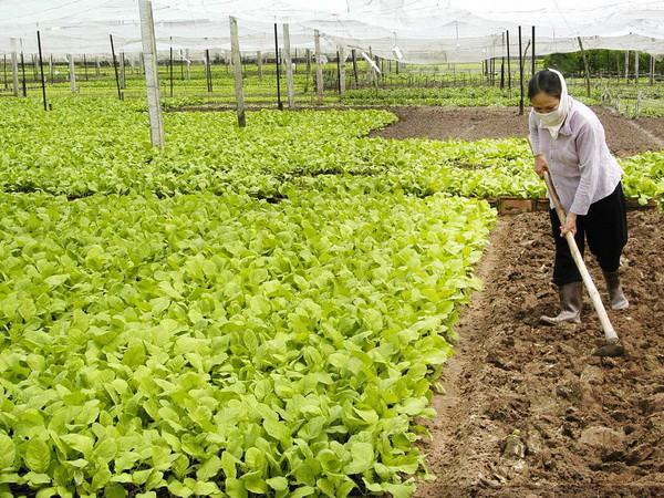 ĐBSCL chuyển đổi đất lúa kém hiệu quả sang cây trồng lợi nhuận ảnh 1