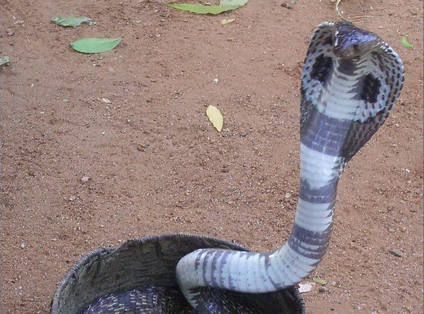 Bé gái Ấn Độ tử vong do bú sữa từ người mẹ bị rắn cắn ảnh 1