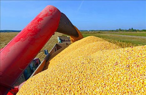 Đường có nguy cơ thiếu nguồn cung, giá càphê tiếp tục đà tăng ảnh 2