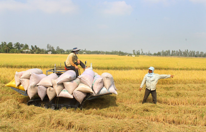 Triển khai mua lúa tạm trữ, giá lúa ở Cần Thơ đảo chiều ảnh 1