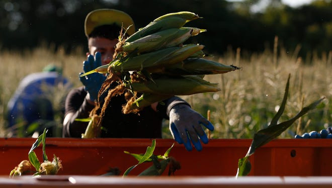 FAO: Giá lương thực toàn cầu tăng nhanh nhất trong một thập niên ảnh 1