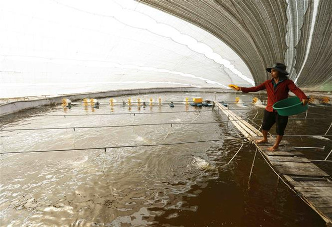 Nuôi tôm thẻ chân trắng trong nhà màng của hộ nông dân Bùi Thị Bích, thôn Bắc Cường, xã Thái Thượng, huyện Thái Thụy, Thái Bình. (Ảnh: Vũ Sinh/TTXVN) Giải quyết những thách thức ngành hàng tôm đang phải đối mặt ảnh 2
