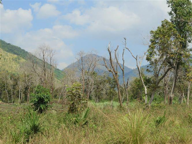 Mưa lớn trên diện rộng làm giảm nguy cơ cháy rừng tại Vĩnh Phúc ảnh 1