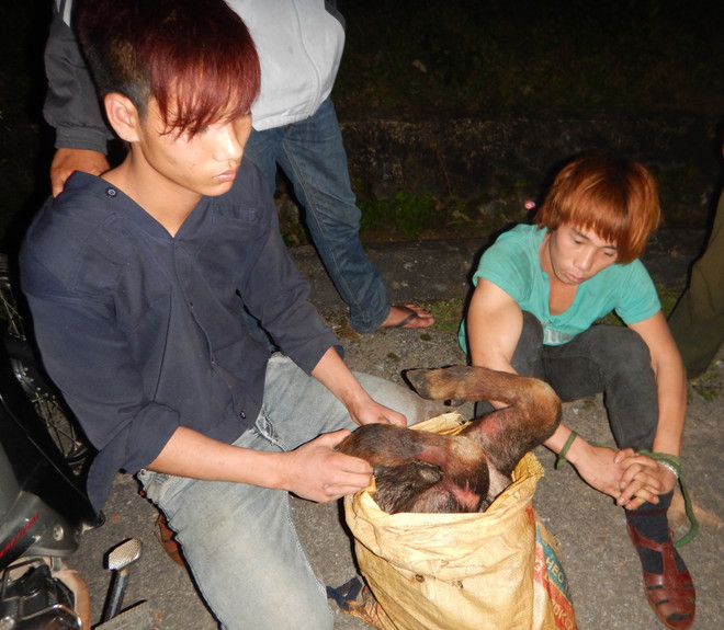 Quảng Bình khởi tố vụ án vi phạm quy định bảo vệ động vật quý ảnh 1