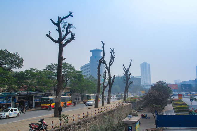 Vụ chặt cây xanh: "Những nhà hảo tâm bị mang tiếng ác rất oan ức" ảnh 1